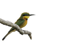 Little bee-eater, Mudumu National Park