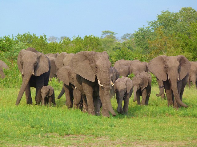 Manada de elefantes 