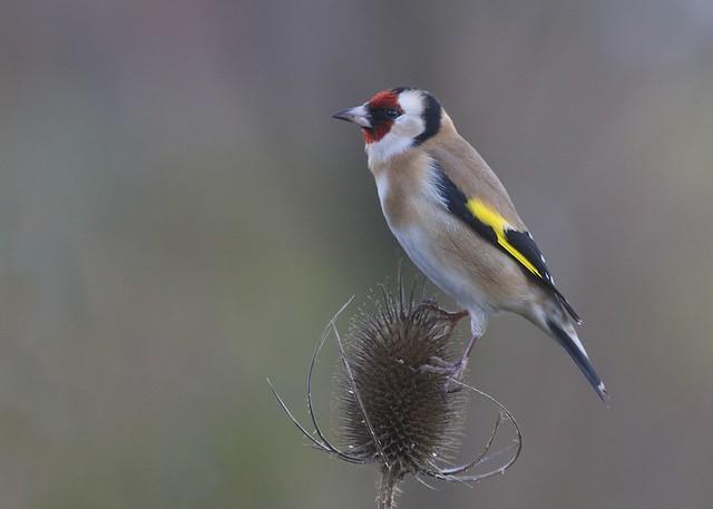 Goldfinch on Teasel
