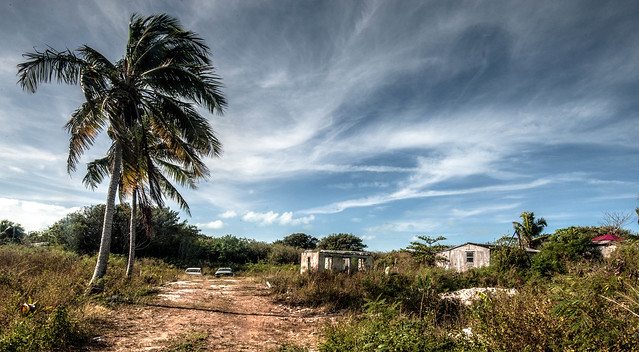 George Town Shacks with Palm Tree