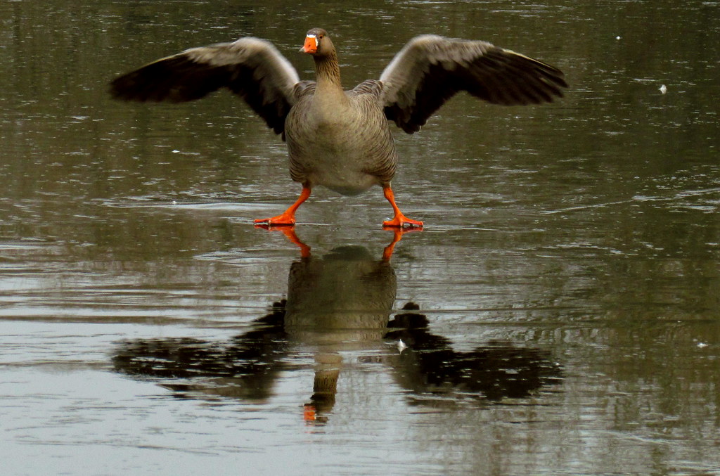 Dancing on Ice