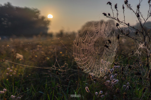 poznań polska spider web spiderweb sieć pajęcza wschódsłońca sunrise jeziororusałka poland sony a7m2