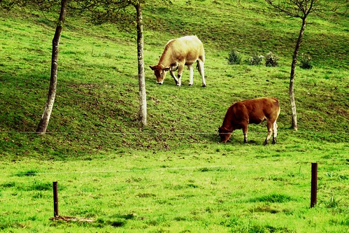 cows vacas vaches mucche moignelée sambreville