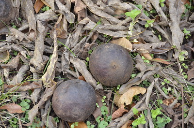 two walnuts on the ground covered with dried leaves