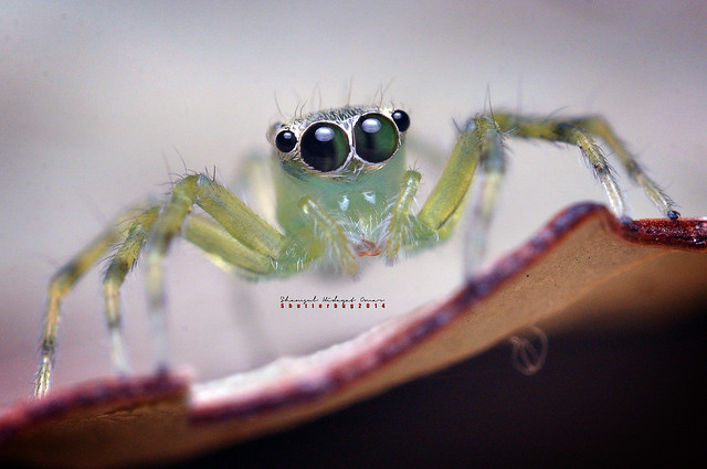 Greenish Jumping Spider ( Bentong )