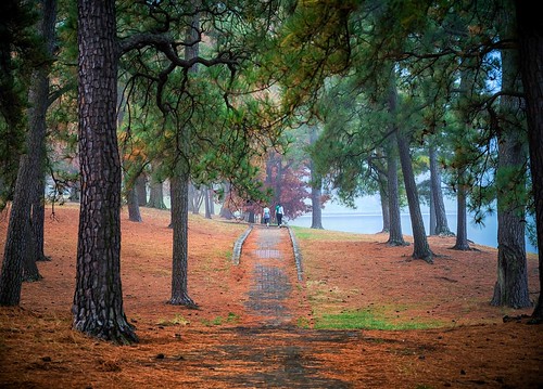 park trees people usa fall pine walking outdoors path richmond va fitness rva