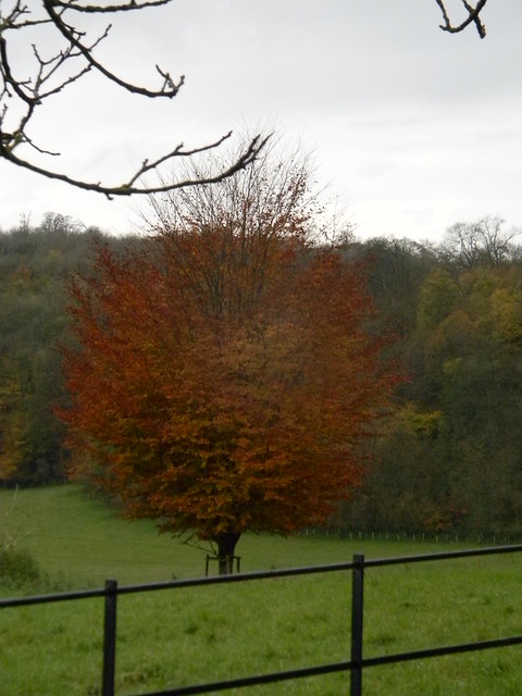 colourful tree Merstham to Tattenham Corner