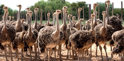 Ostrich Farm