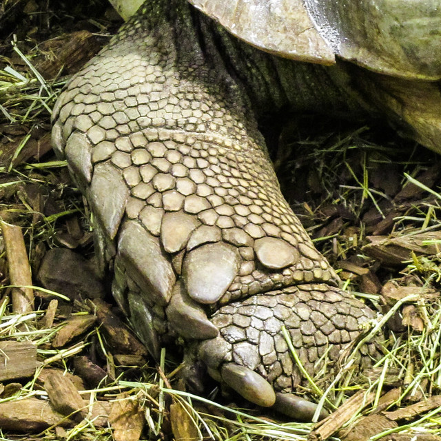 Tortoise Leg