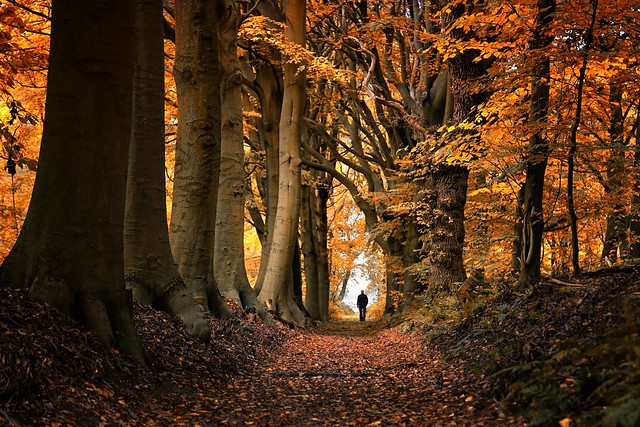 Strolling along the magic corridor of Autumn