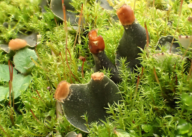 32 Lichen Peltigera sp. in Moss