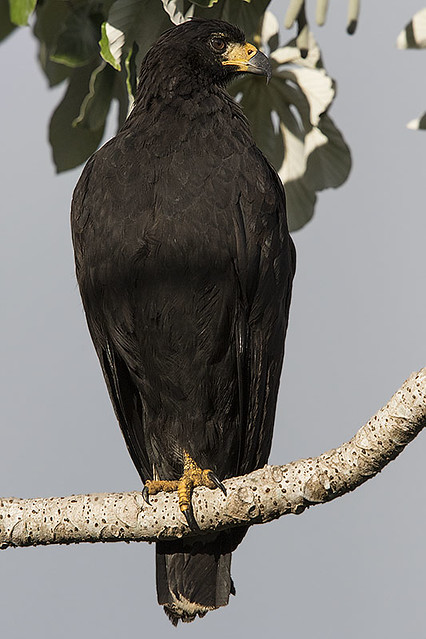 Gavião-preto (Urubitinga urubitinga) - Great Black-Hawk