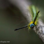 Yellow line caterpillar