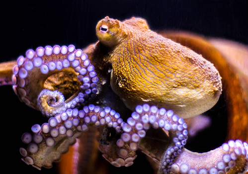 Key West Octopus