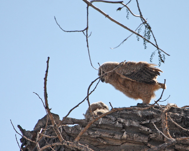 Great Horned Owl 0284