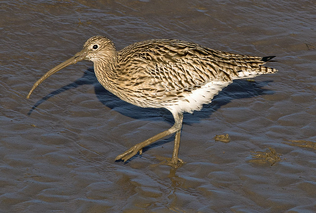 DSC5254  Curlew..