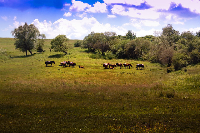Wild Horses in Romania