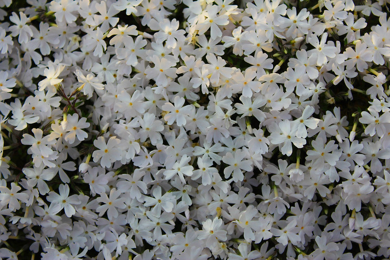 羊山公園の芝桜