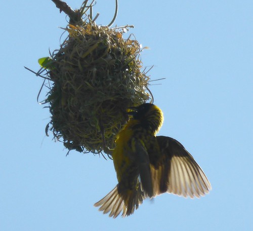 bird nest zimbabwe weaver chinhoyi