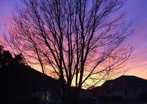 pink blue sunset sky tree silhouette atardecer evening branch purple outdoor dusk branches