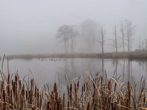 fog ducks refuge