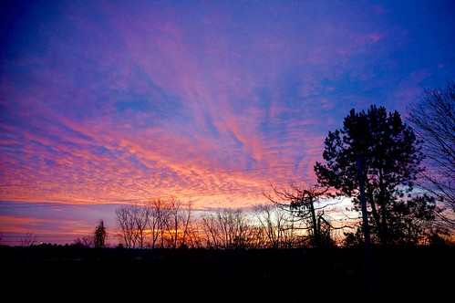 morning trees winter sky fall silhouette sunrise dawn michigan annarbor