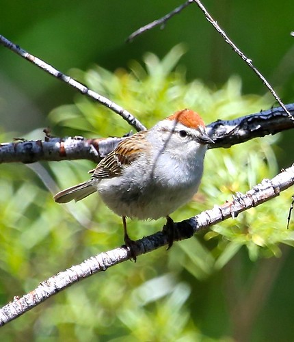 chippingsparrow spizellapasserina