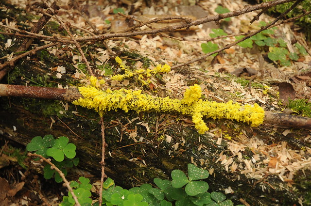Gelbe Lohblüte (Fuligo septica); Schwabstedt, Lehmsieker Wald (3)