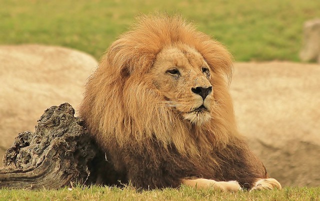 Lion-male