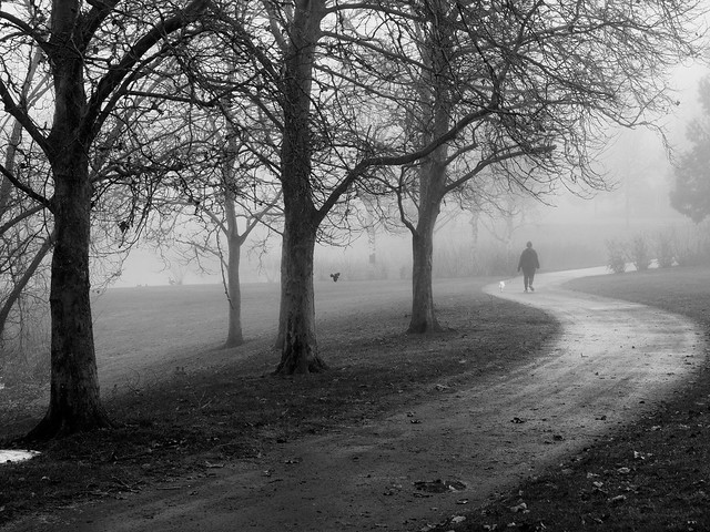 Foggy day in the park [Explored 1/9/2015]