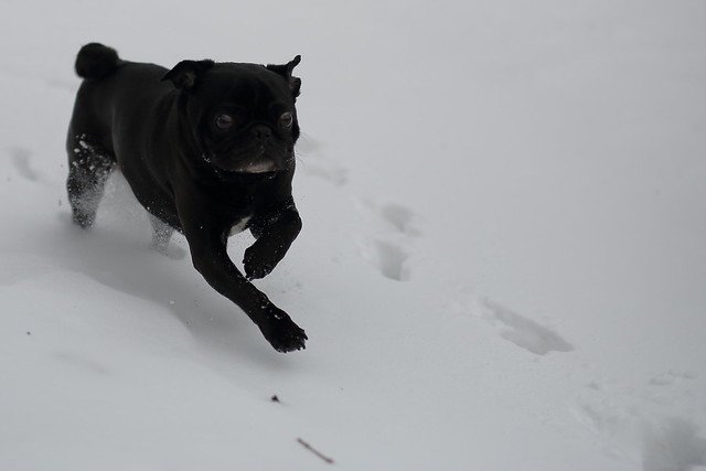 Pug running in Snow