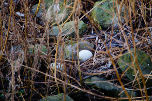 Goose nest with egg