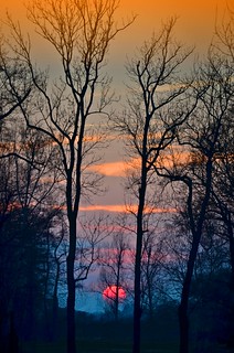 Sunset colors through the trees