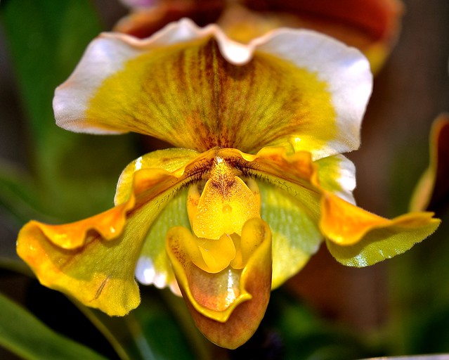 Orchid Show 2015 - Chicago Botanic Garden- Glencoe IL
