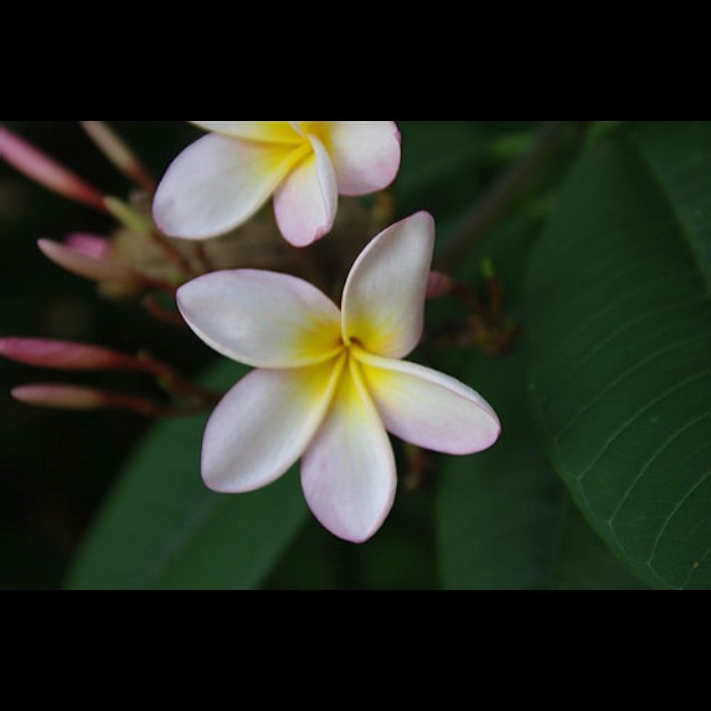 #frangipani #flower #plumeria #macro with my #pentaxk20d and #sigma20to40f2point8 sigma #lens