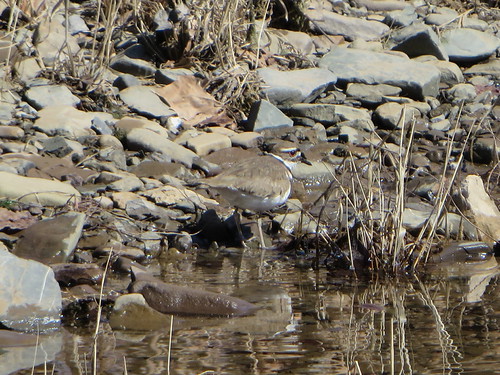 Killdeer | by Paul 49 55
