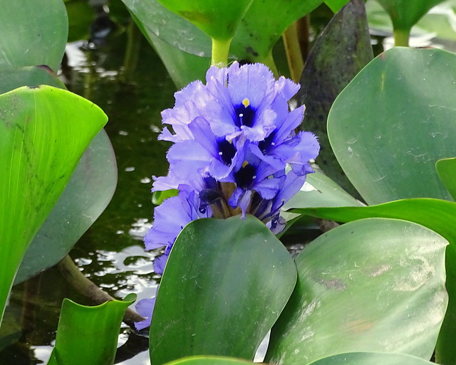 Flor de bora, Jacinto de agua [Water Hyacinth] (Eichhornia crassipes)