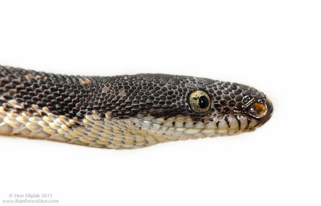 Rugose litter snake (Nothopsis rugosus)