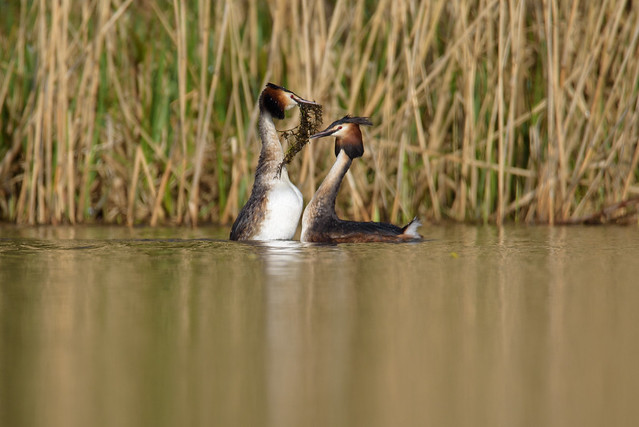 Grebes with weeds