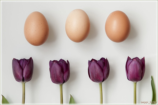 purple_tulips_raw_eggs