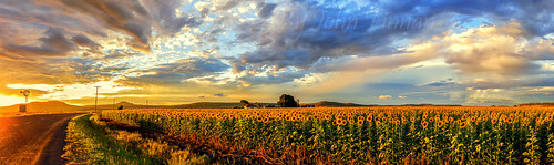 sunset pano australia sunflowers qld felton johnfinnan johnfinnanphotography
