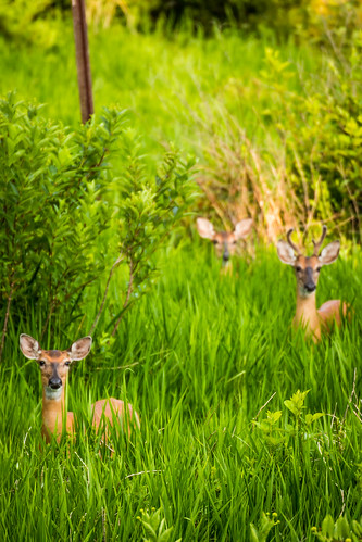 statepark nature animal june canon us unitedstates florida wildlife doe deer buck tamron 70300 2016 outdors 70d goldhead keystoneheights 70300divc