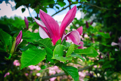 Magnolia Liliiflora (30/05/2016)