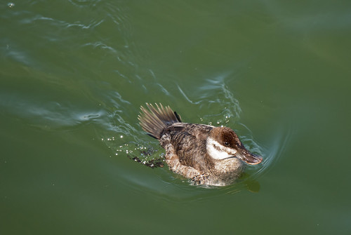 On the Move | by twcrowe50