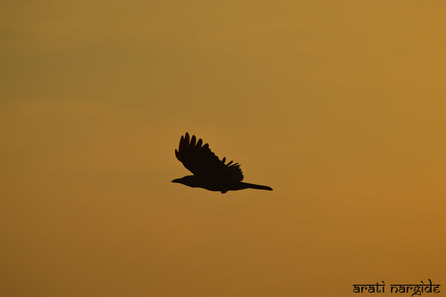 Bird silhouette @ sunset