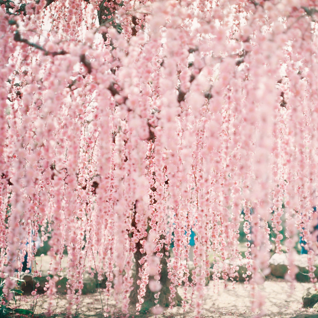 春は美し。 | iwakura shiori | Flickr