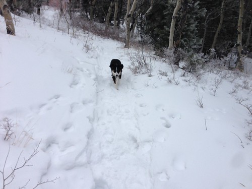 IMG_1803 by jhannon1, sunset trek snowshoe ellis sandias