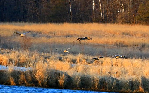 county cardinal reis iowa cranes larry marsh sandhill winneshiek