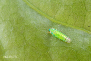 Leafhopper (Amrasca sp.) - DSC_6919