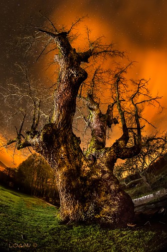 madrid longexposure nightphotography tree fisheye logan darklogan1
